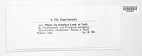 Phoma vixconspicua image